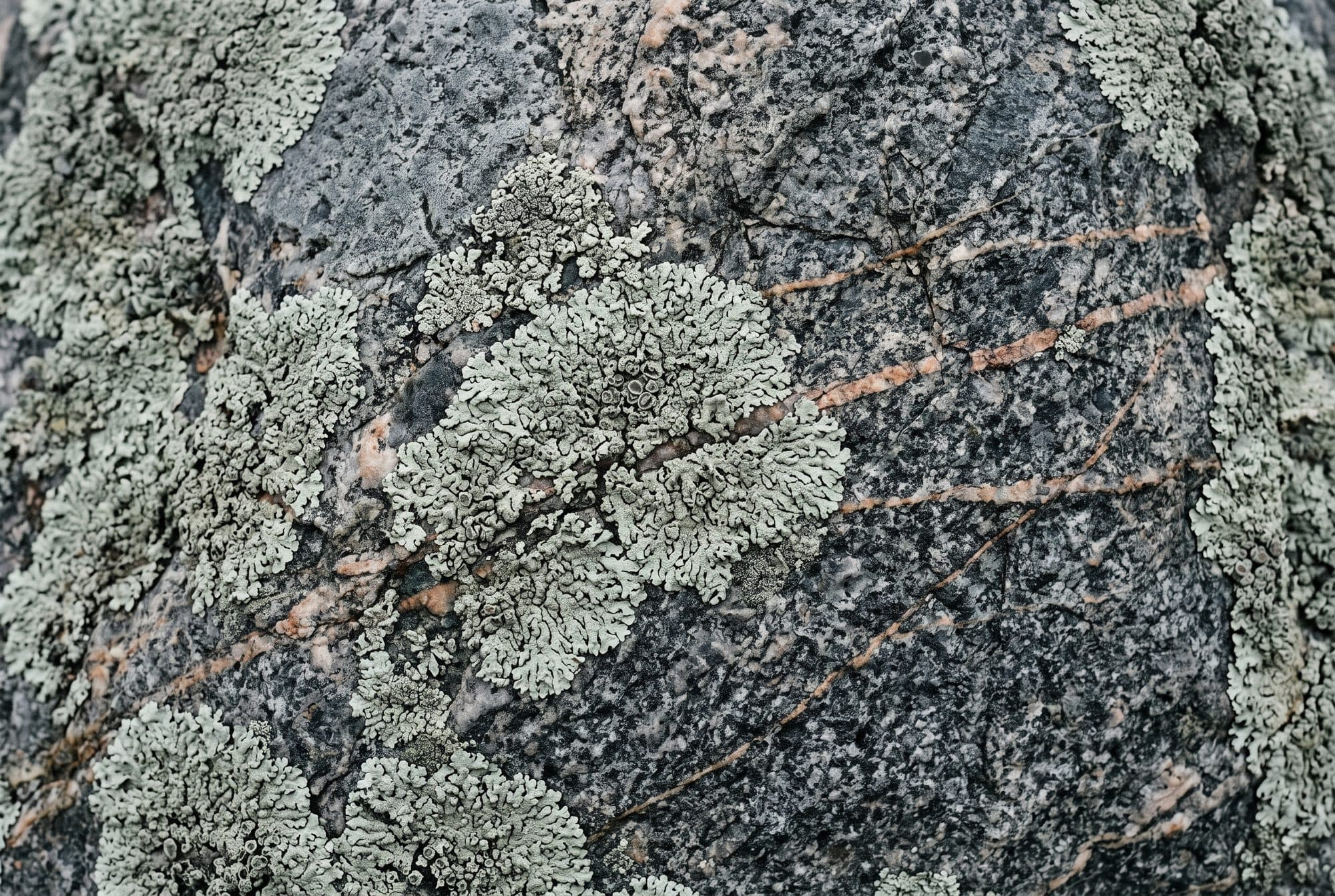 Lav og mineralårer på forvitret stein
